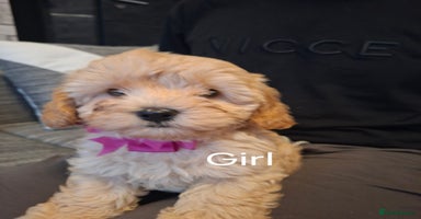 Cavapoo dogs - Advert 9