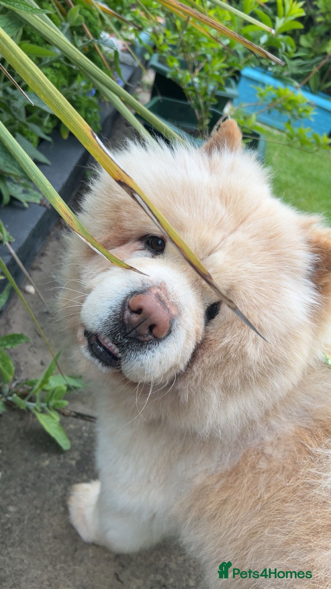 Chow Chow dogs chow chow - Advert 14