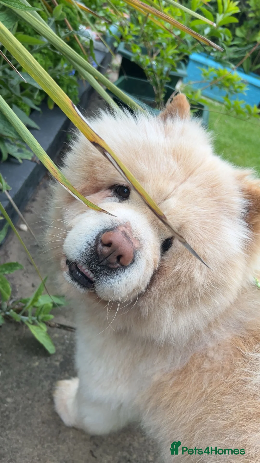 Chow Chow dogs for sale: chow chow - Advert 1