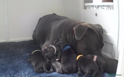 Staffordshire Bull Terrier dogs for sale: Floyd & Sky - Advert 13