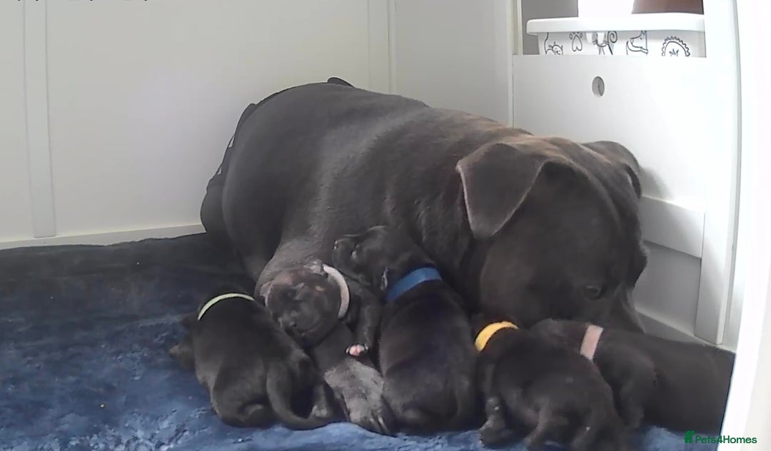 Staffordshire Bull Terrier dogs for sale: Floyd & Sky - Advert 13