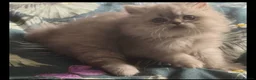 Persian cats for sale: Stunning Persian Kittens in Pinner - Advert 4