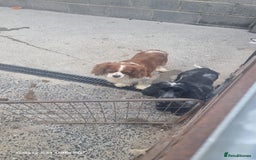 Cavalier King Charles Spaniel dogs for sale: Cavailier puppy for sale - Image 10