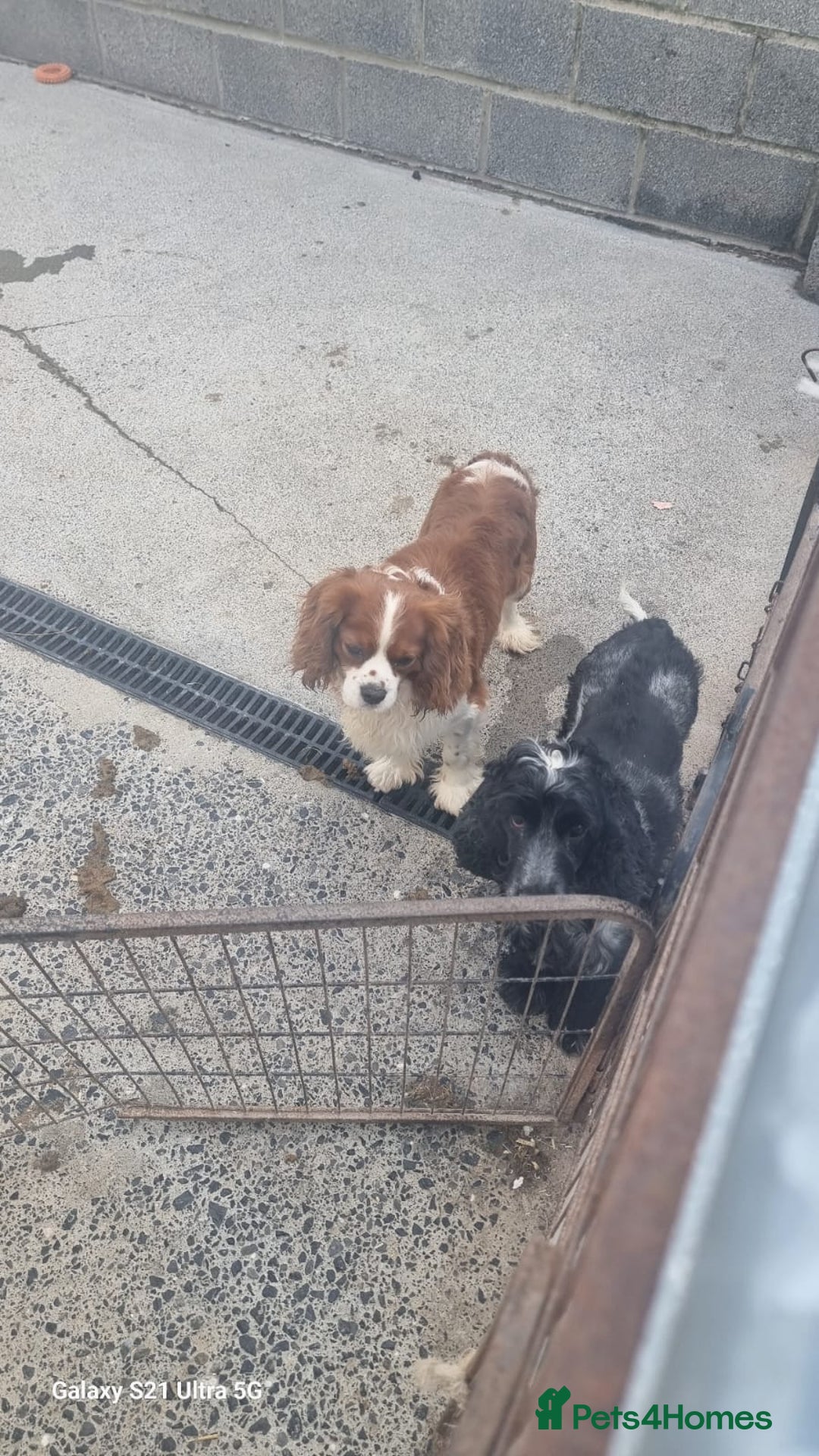 Cavalier King Charles Spaniel dogs for sale: Cavailier puppy for sale - Image 10