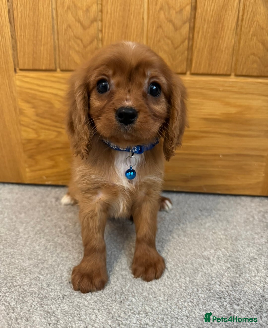 Cavalier King Charles Spaniel dogs for sale: Health tested cavalier King Charles  - Advert 4