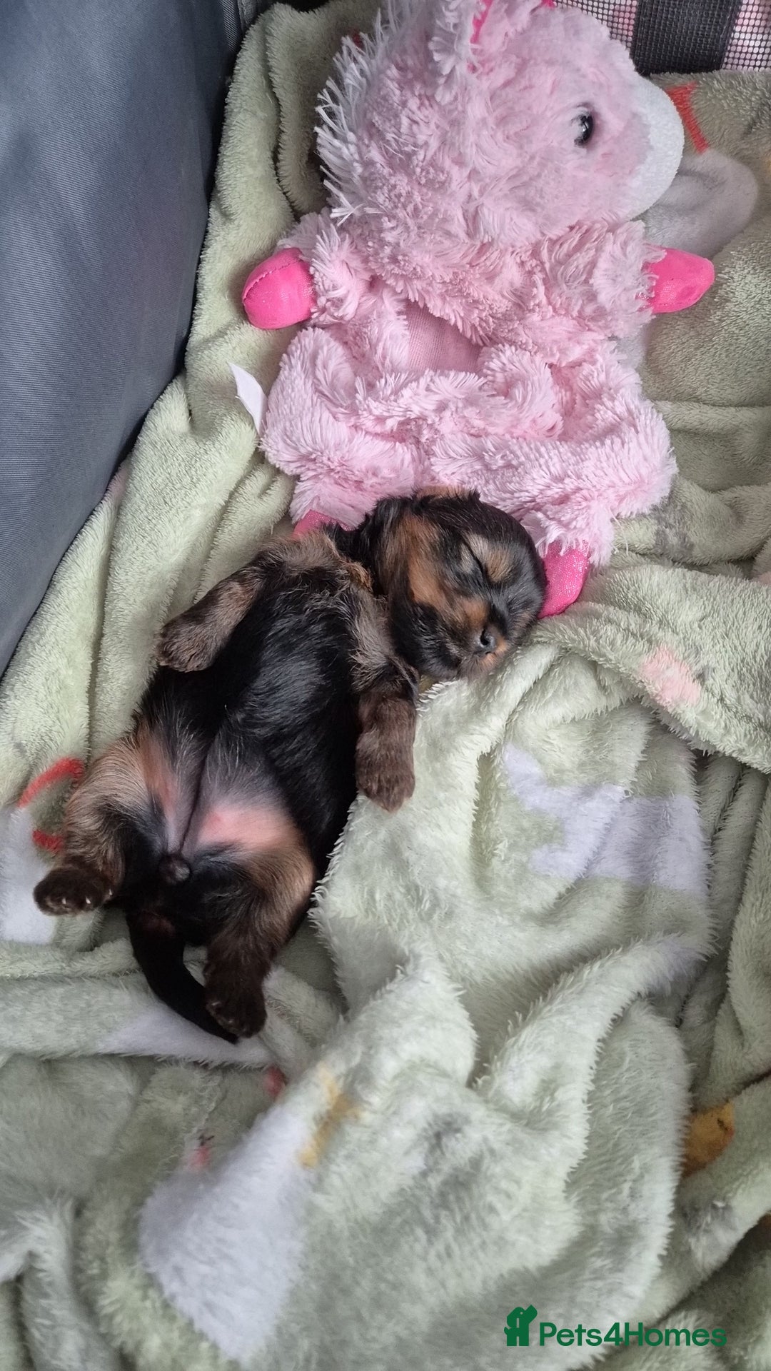 Yorkshire Terrier dogs for sale: Adorable Female Yorkie Puppy Looking for a Home 🌸 - Advert 9