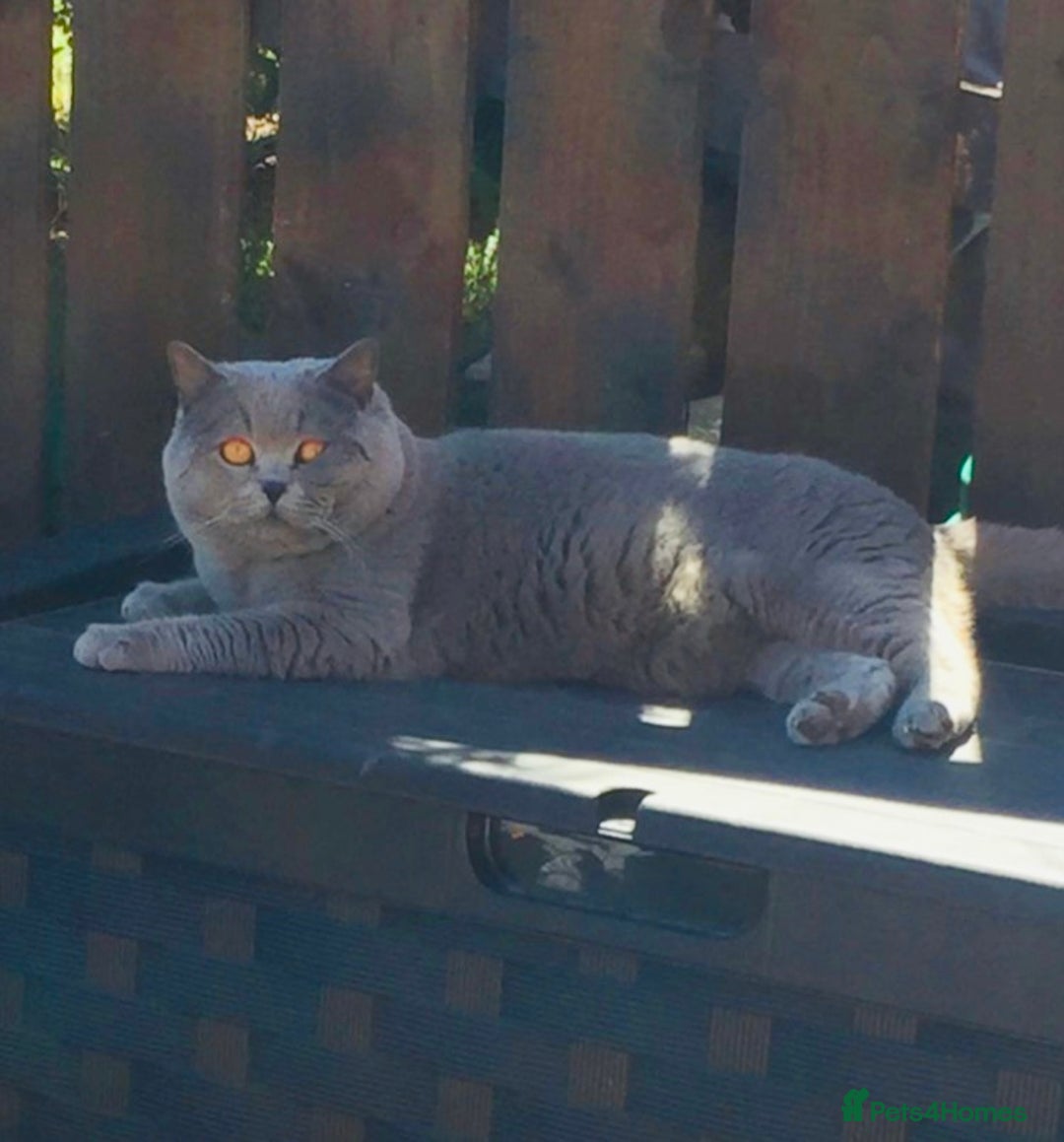 British Shorthair cats for stud: ⭐️ BLUE STUD GCCF AND TICA MIDLANDS ⭐️ in Derby - Advert 8