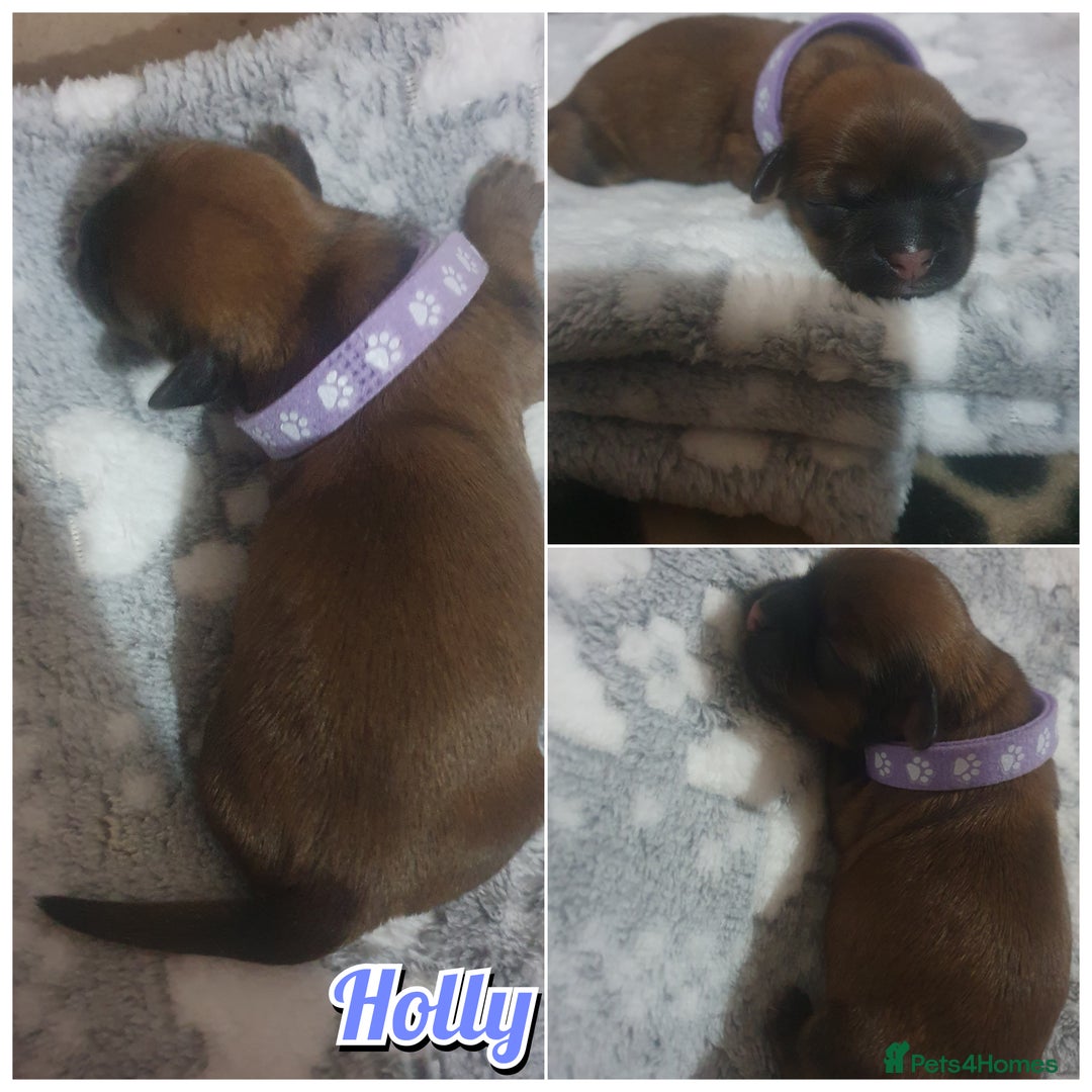 Shih Tzu dogs for sale: 4 Shih tzu puppies - Advert 5