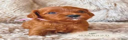 Cavapoo dogs for sale: 5 STAR LICENSED BREEDER BEAUTIFUL RED F1 CAVAPOOS - Advert 8