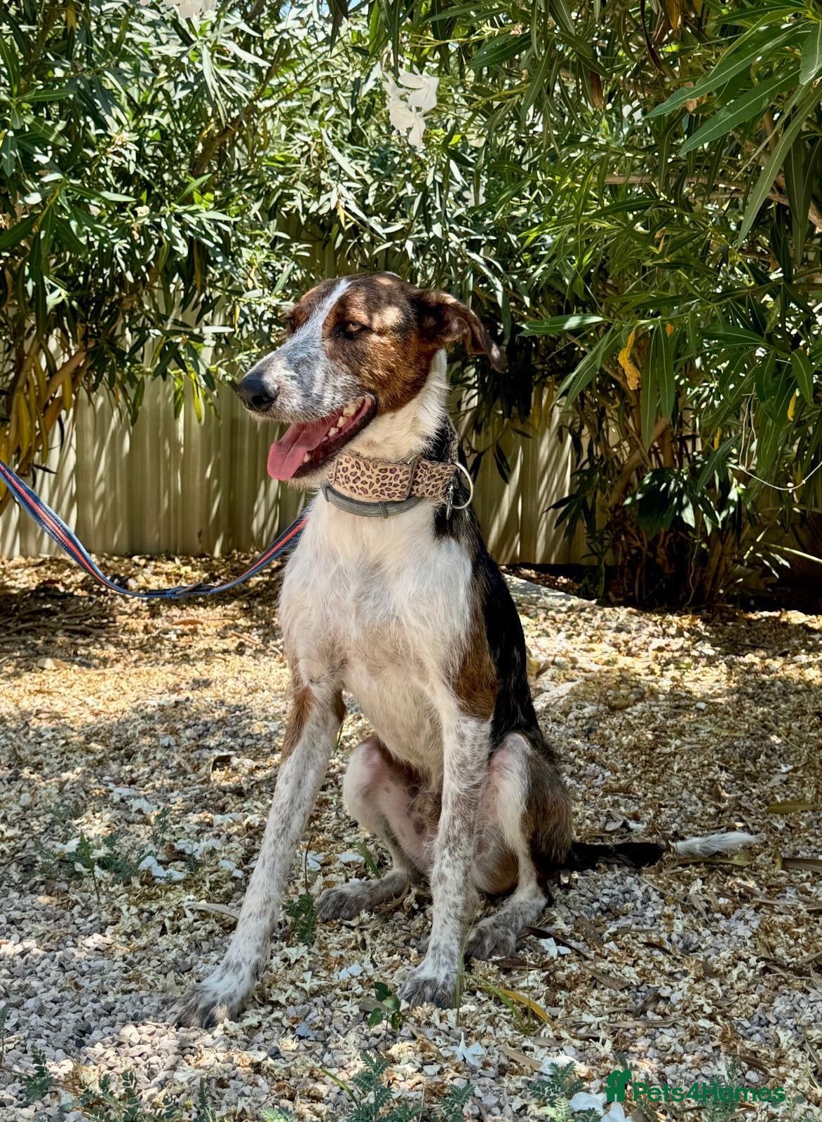 Mixed Breed dogs for adoption: 🐶Benji ,  the perfect pack companion 😍  - Advert 1