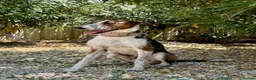 Mixed Breed dogs for adoption: 🐶Benji ,  the perfect pack companion 😍  - Advert 9