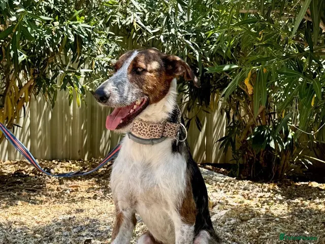 Mixed Breed dogs for adoption: 🐶Benji , the perfect pack companion 😍 - Advert 1