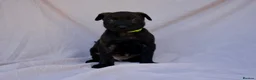Mixed Breed dogs for sale: Dutch herder cross puppies - Advert 5