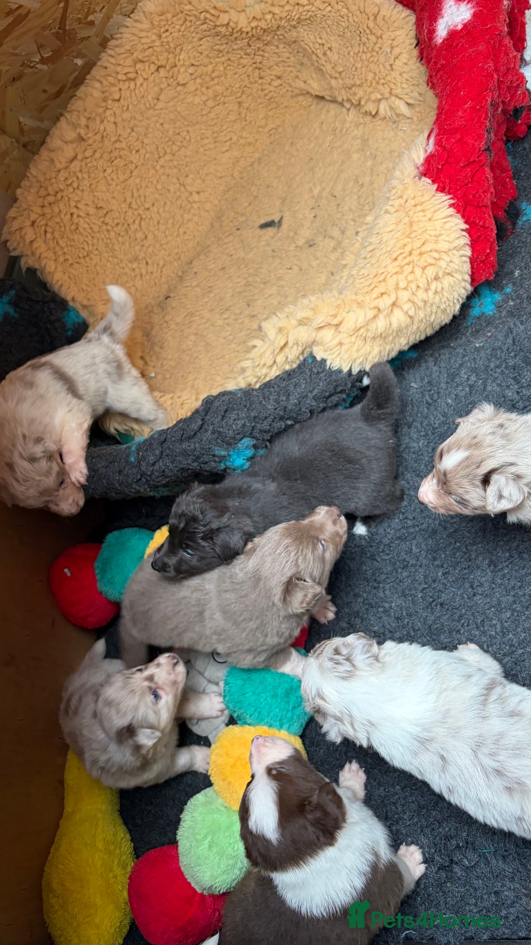 Border Collie dogs for sale: 6.5 weeks old collie puppies for sale  - Image 4