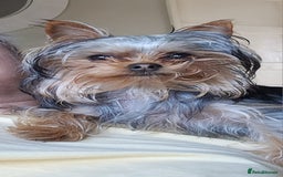 Yorkshire Terrier dogs for sale: Beautiful Tiny Yorkshire Terrier Puppy - Image 4