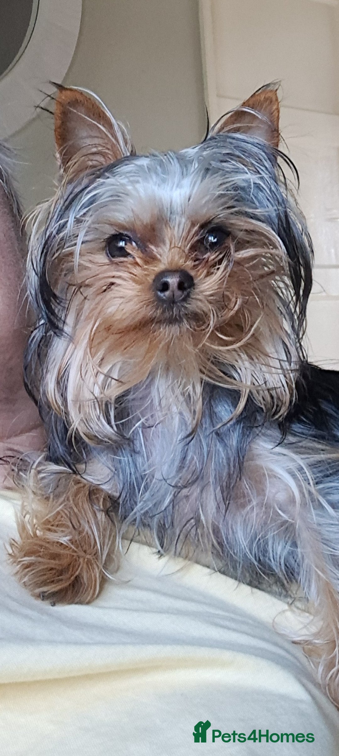 Yorkshire Terrier dogs for sale: Beautiful Tiny Yorkshire Terrier Puppy - Image 4