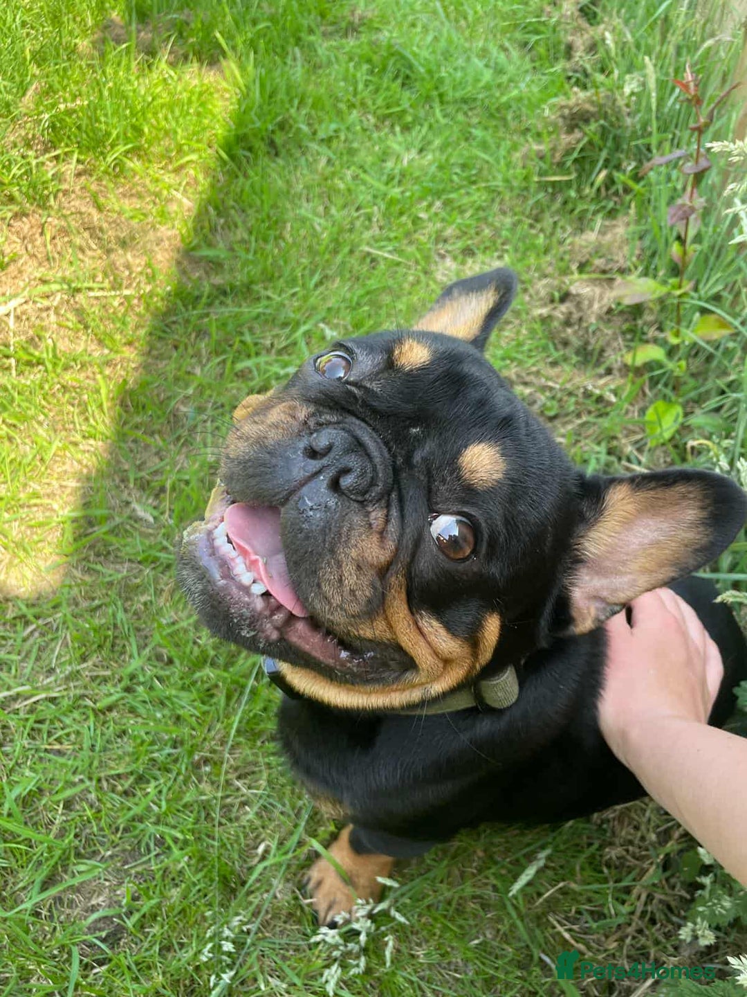 French Bulldog dogs for stud: Black and Tan boy - Image 3