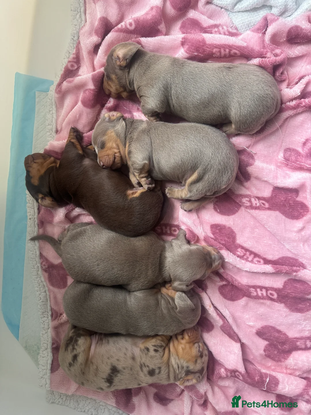 Miniature Dachshund dogs for sale: 2 beautiful Isabella and tan mini dachshunds  - Advert 10