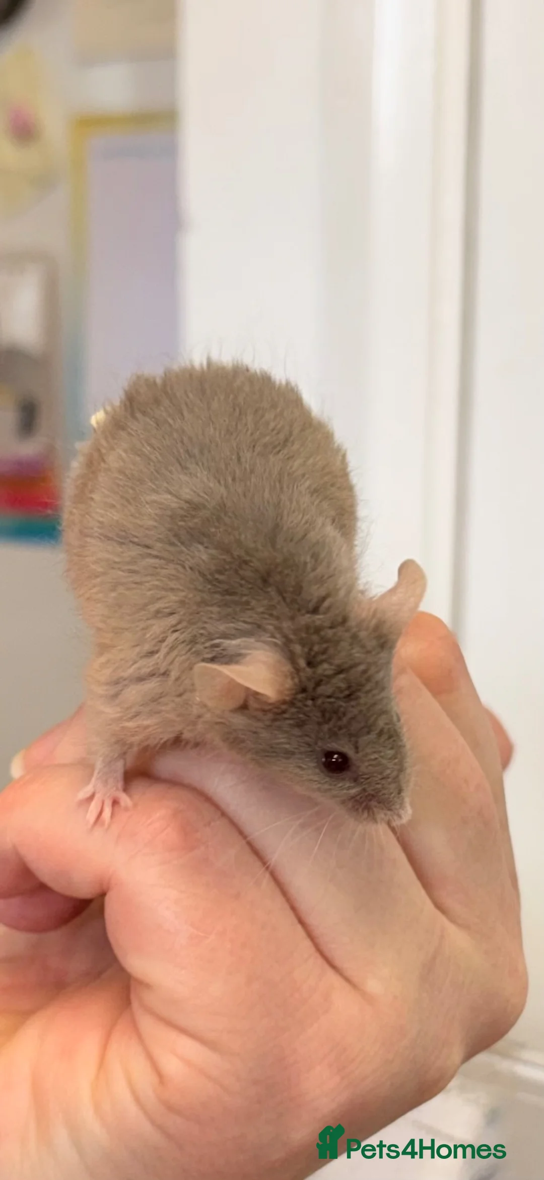 Mouse rodents for sale: Baby male fancy mice  in Burgess Hill - Advert 2