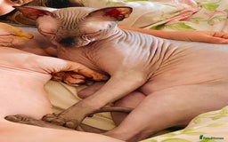 Sphynx cats for sale: Sphynx Cat  - Image 4