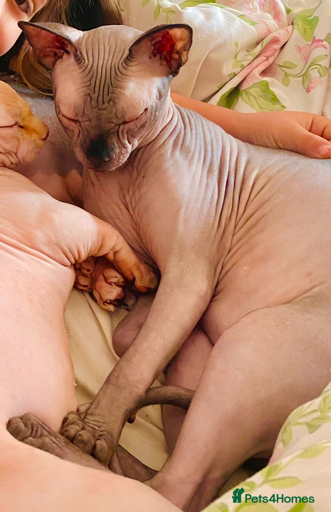 Sphynx cats for sale: Sphynx Cat  - Image 4