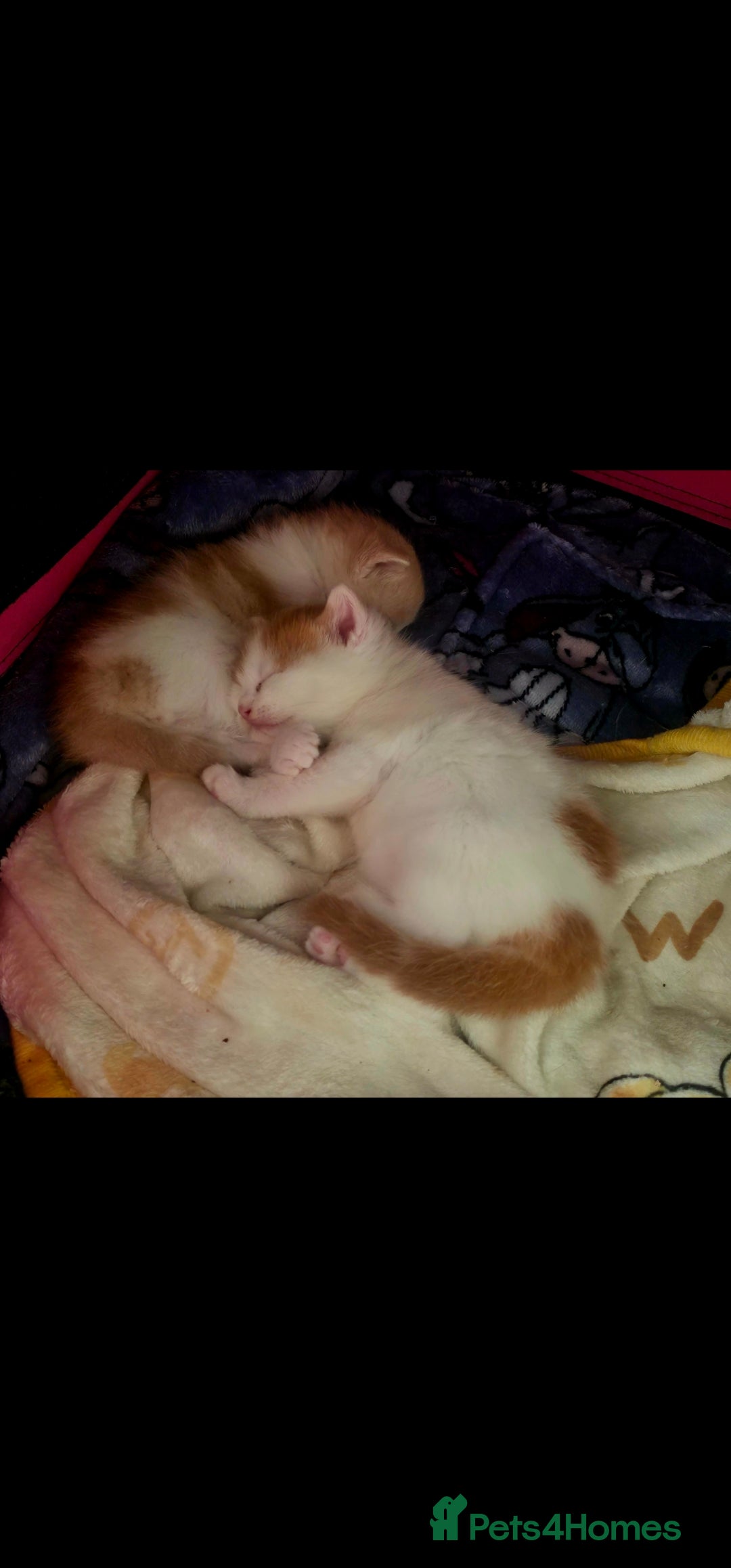 Mixed Breed cats for sale: Adorable kittens available  - Image 13