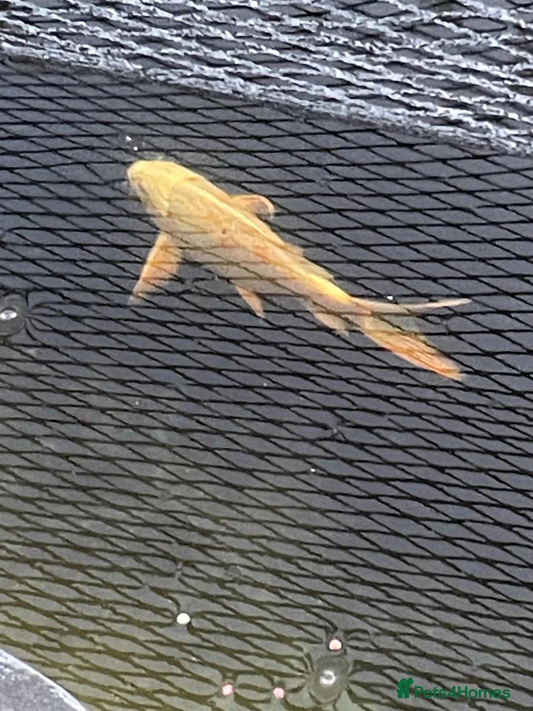 Koi Carp fish for sale: Koi,shebunken and goldfish for sale in March - Advert 2