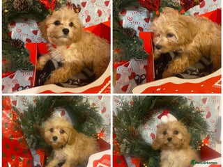 Cavapoo dogs DNA clear F1 cavapoo including BVA heart/eyes - Advert 1