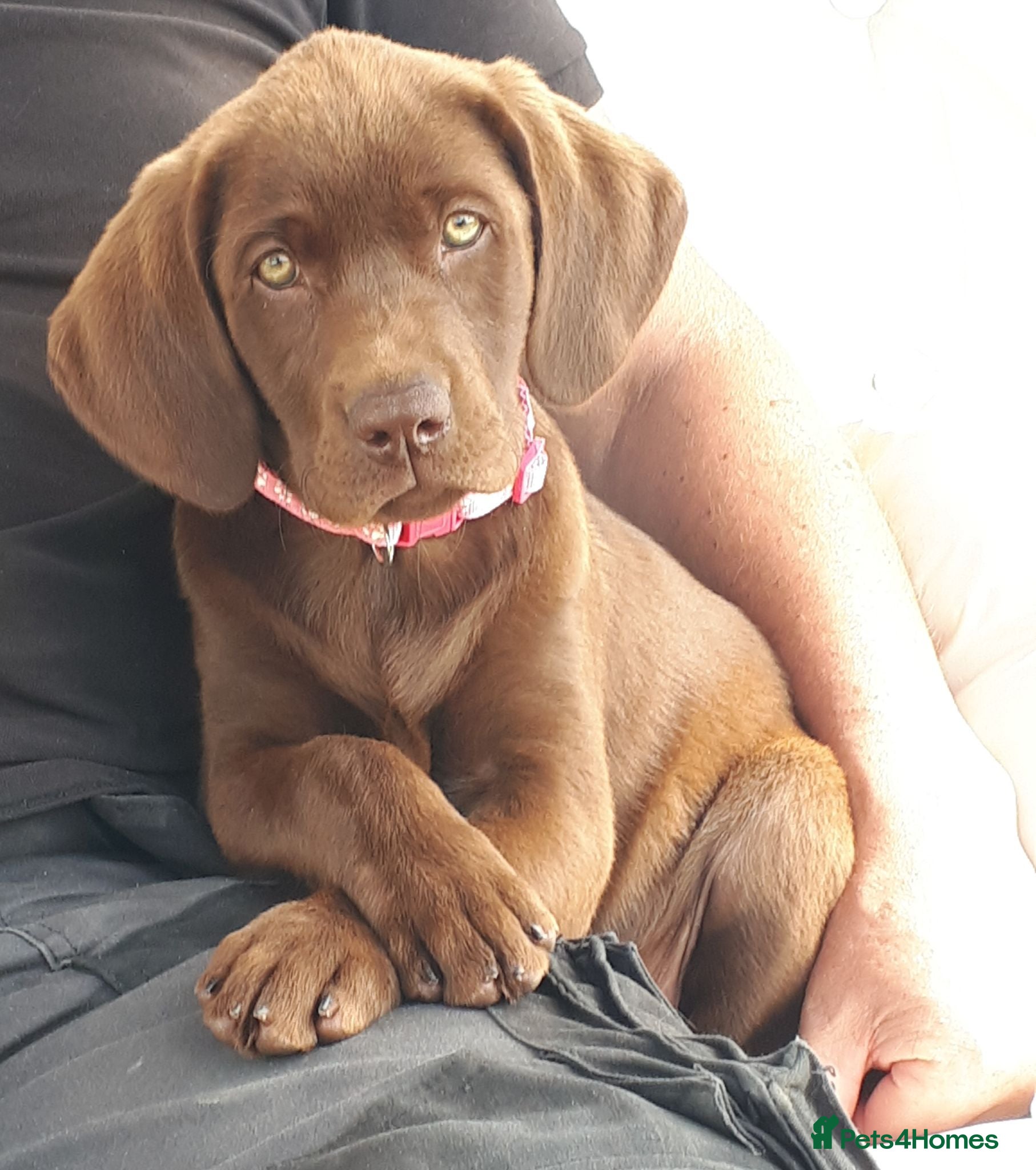 Labrador Retriever dogs Super Chunky Choc KC Pups Health Tested Parents - Advert 1