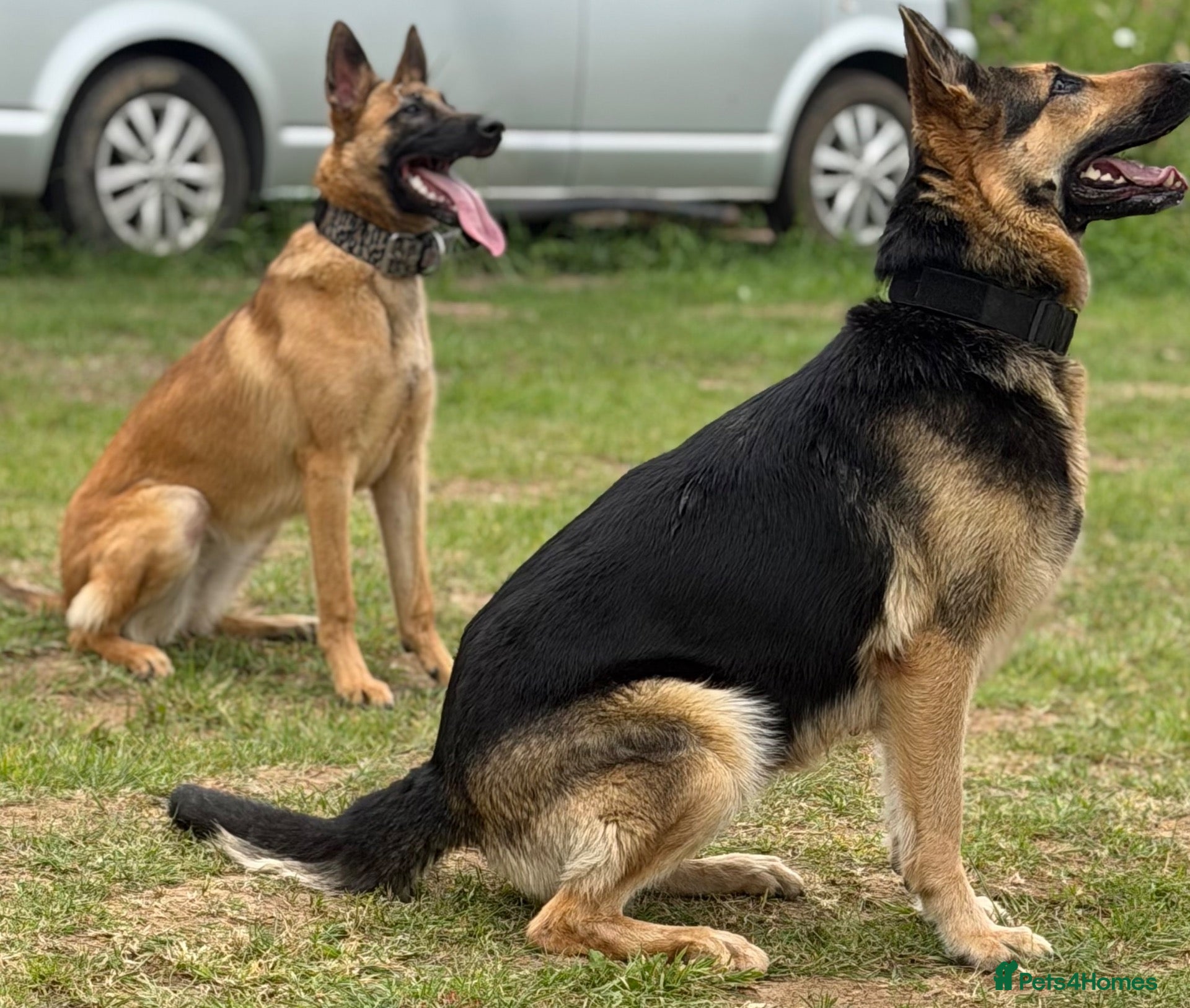 Mixed Breed dogs for sale: Shepinois bitch  - Advert 2