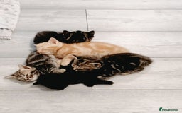 Mixed Breed cats for sale: 5 Kittens for a good home! - Image 2