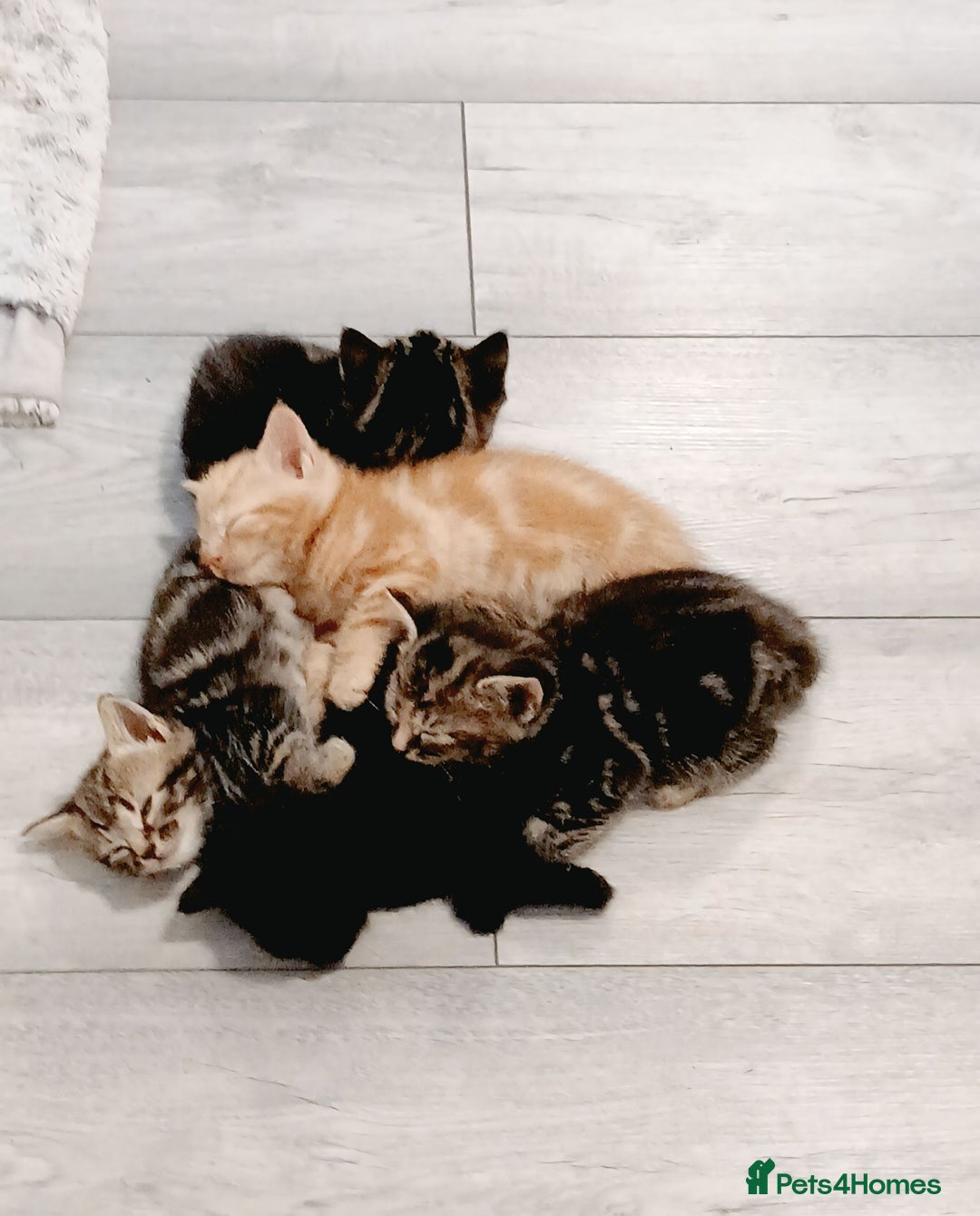 Mixed Breed cats for sale: 5 Kittens for a good home! - Image 2