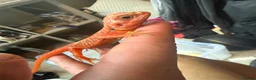 Bearded Dragon reptiles for sale: Red monster bearded dragon.  in Bromley - Advert 3