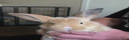 Continental Giant rabbits for sale: 6 beautiful giant baby bunnies - Advert 8