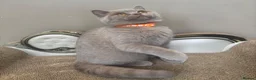 British Shorthair cats for sale: ONLY 2 LEFT Gorgeous BSH Kittens Leo&Zues - Advert 6