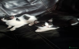 British Shorthair cats for sale: Here I have 4 beautiful kittens  - Image 13