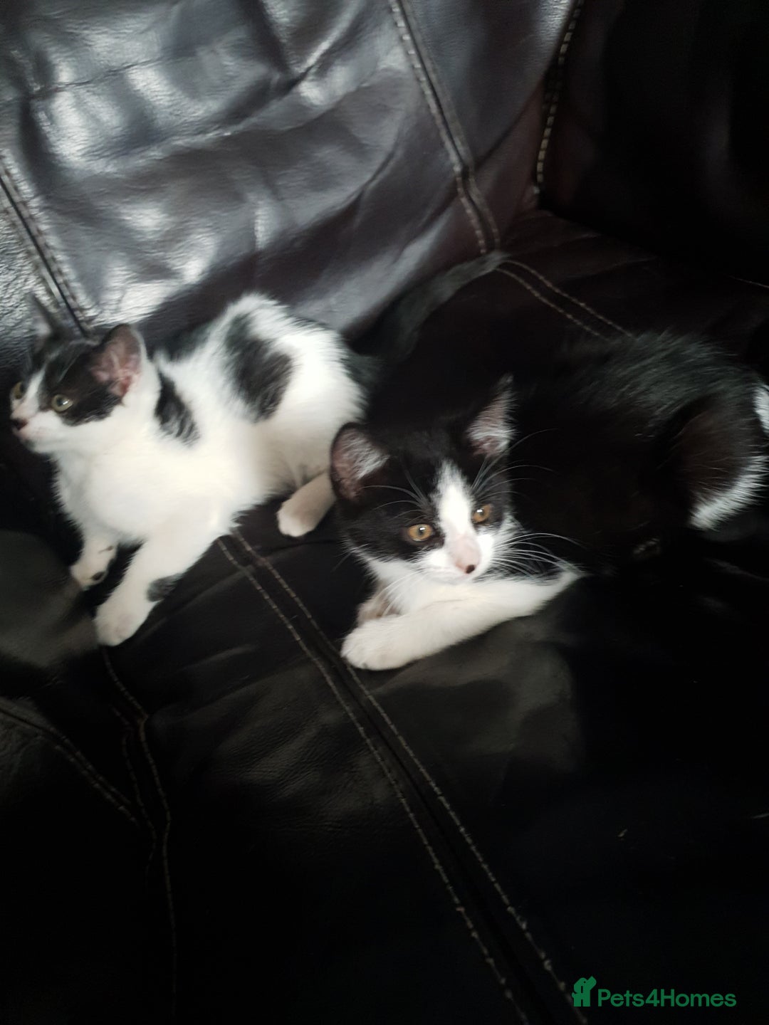 British Shorthair cats for sale: Here I have 4 beautiful kittens  - Image 13