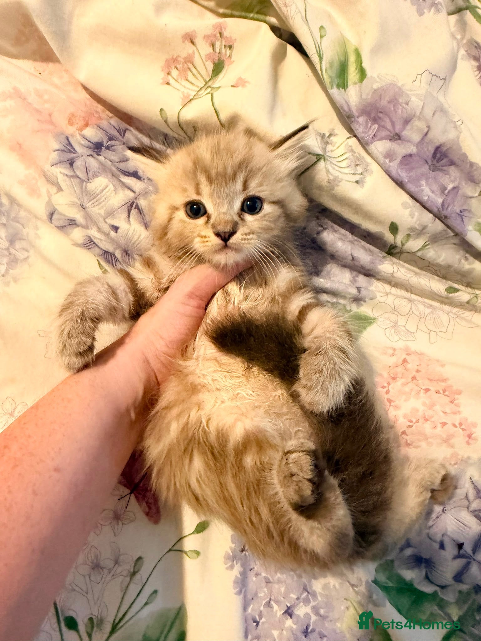 Ragdoll cats Last tica reg cherium ragdoll left - Advert 11