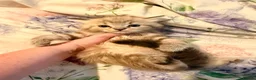 Ragdoll cats for sale: 3 tica reg ragdolls  - Advert 11