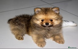 Pomeranian dogs for sale: Beautiful pomeranian pups in Houghton le Spring - Image 31