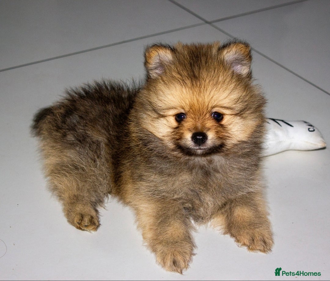 Pomeranian dogs for sale: Beautiful pomeranian pups in Houghton le Spring - Image 31