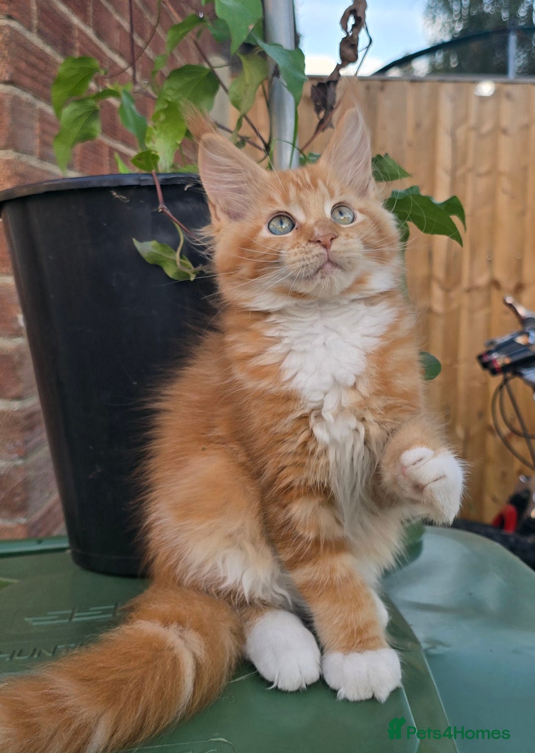 Maine Coon cats for sale: TICA registered pedigree Maincoon kittens . - Image 8