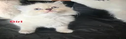 Ragdoll cats for sale: Ragdoll Lynx Point Kittens - Advert 9
