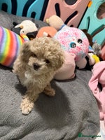 Maltipoo dogs ONLY One boy left ‼️F1B Maltipoo - Advert 14