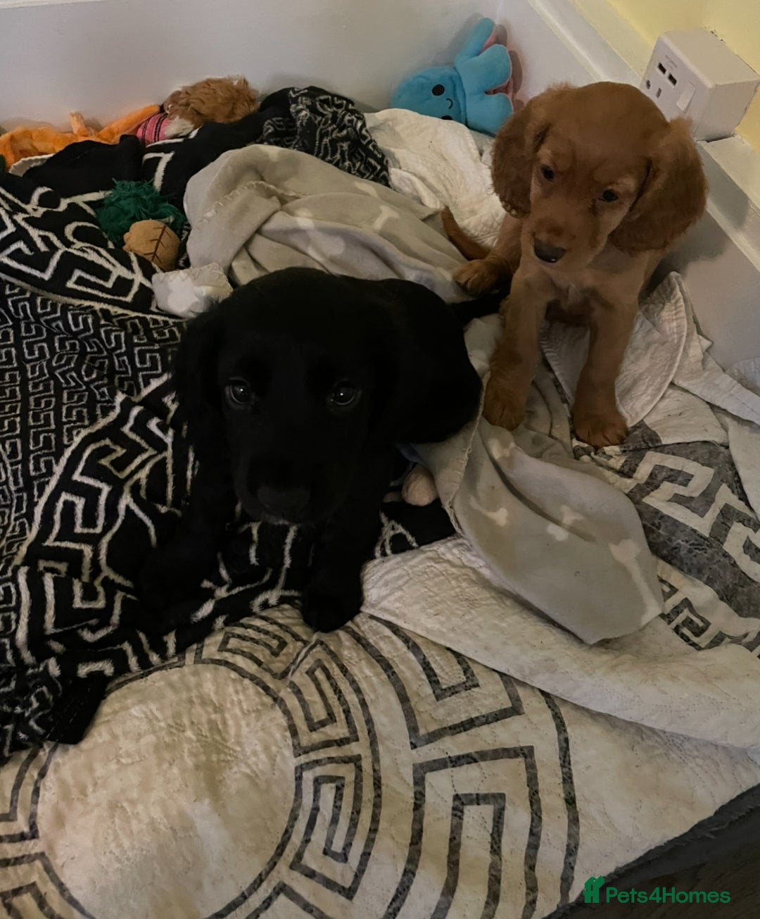 Cocker Spaniel dogs for sale: Cocker Spaniel puppies kennel club registered - Advert 7