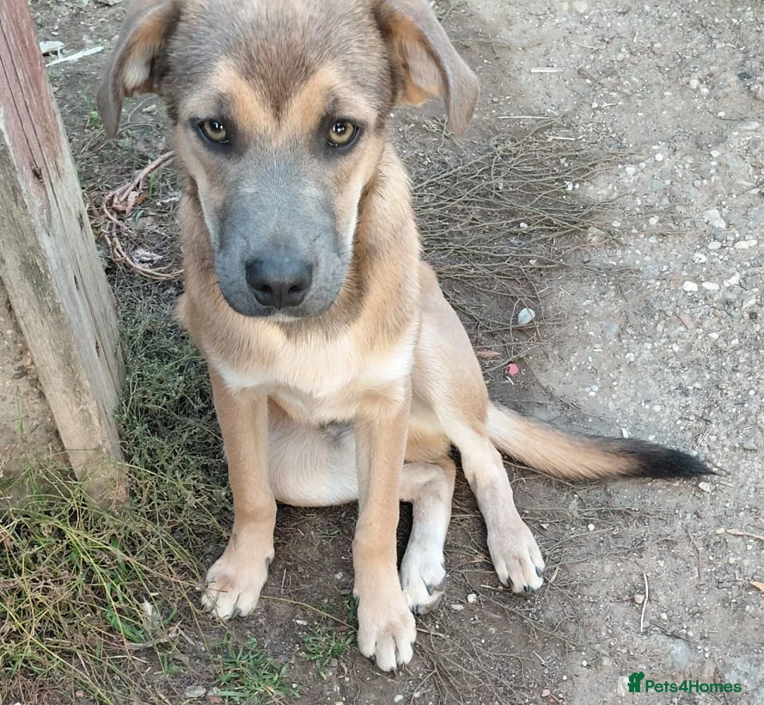 Mixed Breed dogs for adoption: 💛DIEGO💛 - a handsome puppy boy for a Loving Home - Advert 4