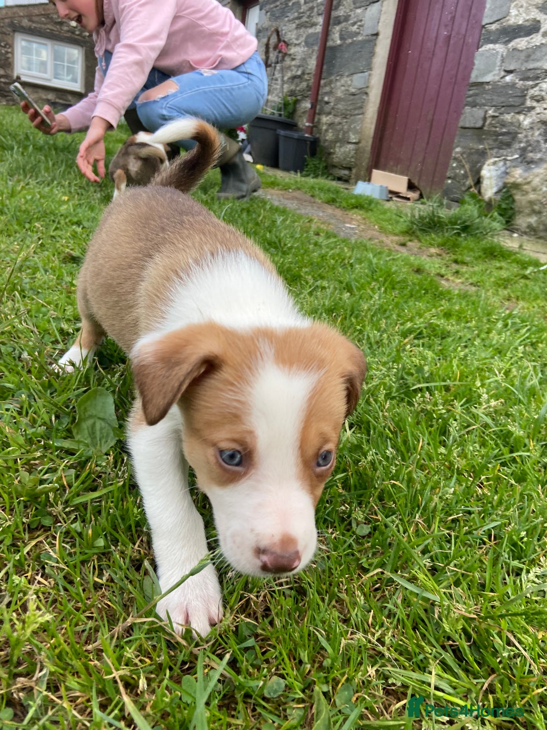 Mixed Breed dogs for sale: Beautiful Border Collie pups - Image 5