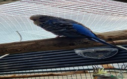 Budgerigars birds for sale: 3x baby budgie reseve only til 13th oct. From £45 - Image 8