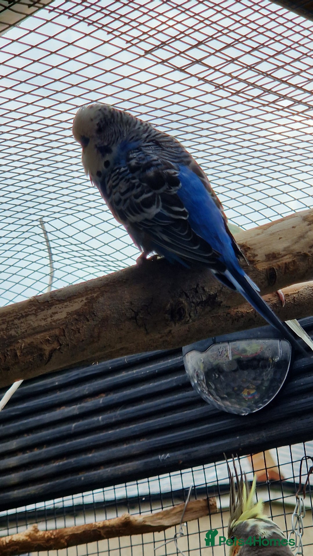 Budgerigars birds for sale: 3x baby budgie reseve only til 13th oct. From £45 - Image 8