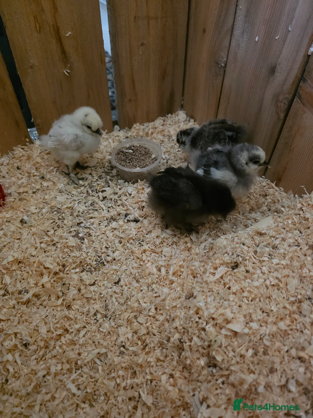 Chickens poultry for sale: Baby silkies in Dewsbury - Advert 2